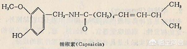 辣椒会引起痛觉_辣椒会引起痛觉吗