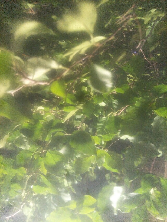 辣椒会引起痛觉_辣椒会引起痛觉吗