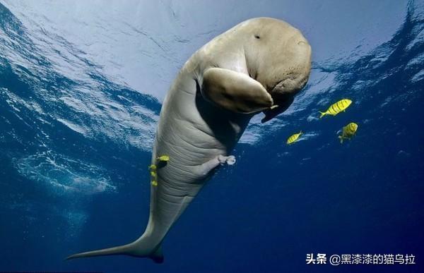 美人鱼实际是什么生物_美人鱼实际是什么生物类型
