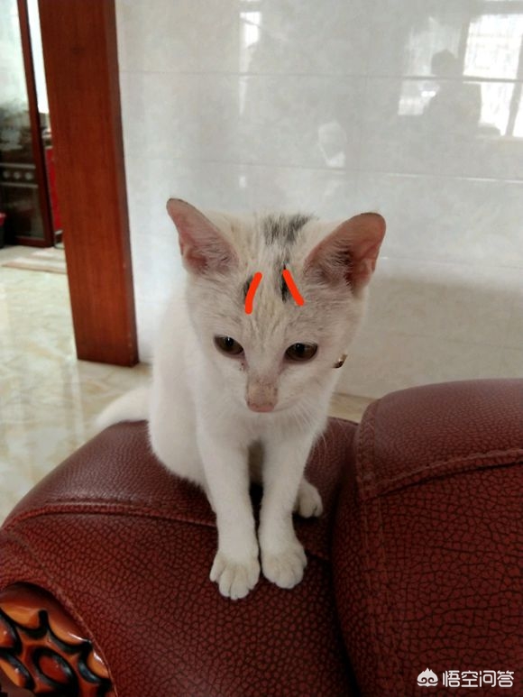 猫咪社区免费资源在线观看_猫咪社区免费资源在线观看下载