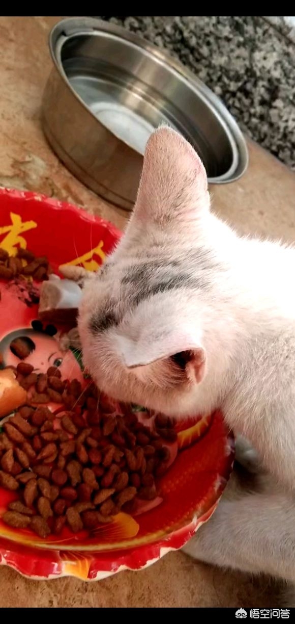 猫咪社区免费资源在线观看_猫咪社区免费资源在线观看下载