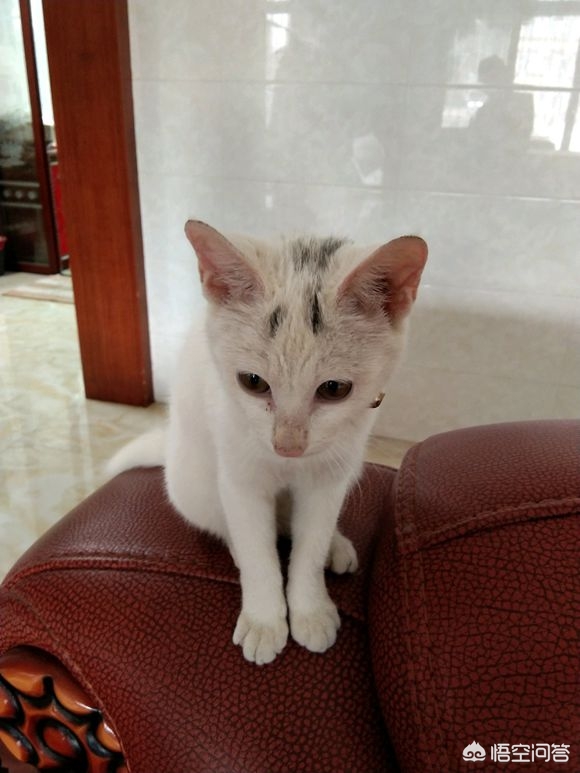 猫咪社区免费资源在线观看_猫咪社区免费资源在线观看下载