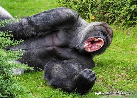 世界上最大的猴子是大猩猩还是山魈_世界上最大的,猴子