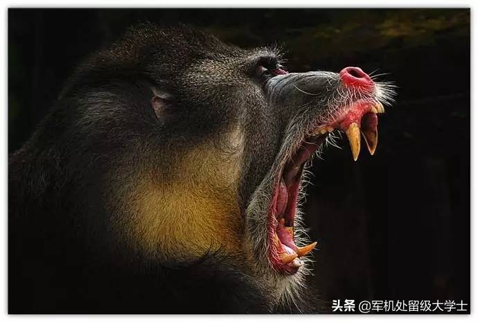 世界上最大的猴子是大猩猩还是山魈_世界上最大的,猴子