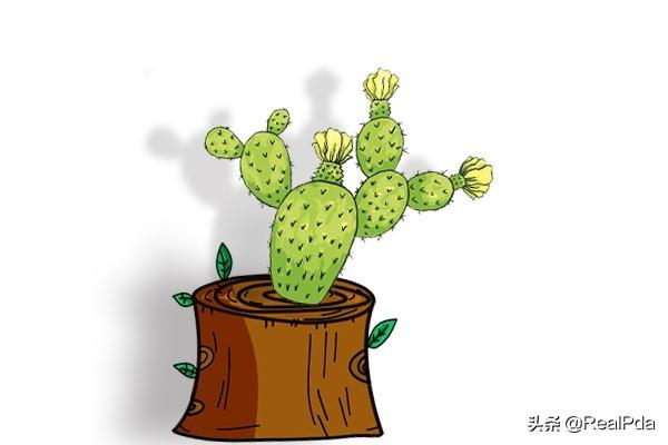 仙人掌的尖刺是它的什么_仙人掌的尖刺是它的什么部位
