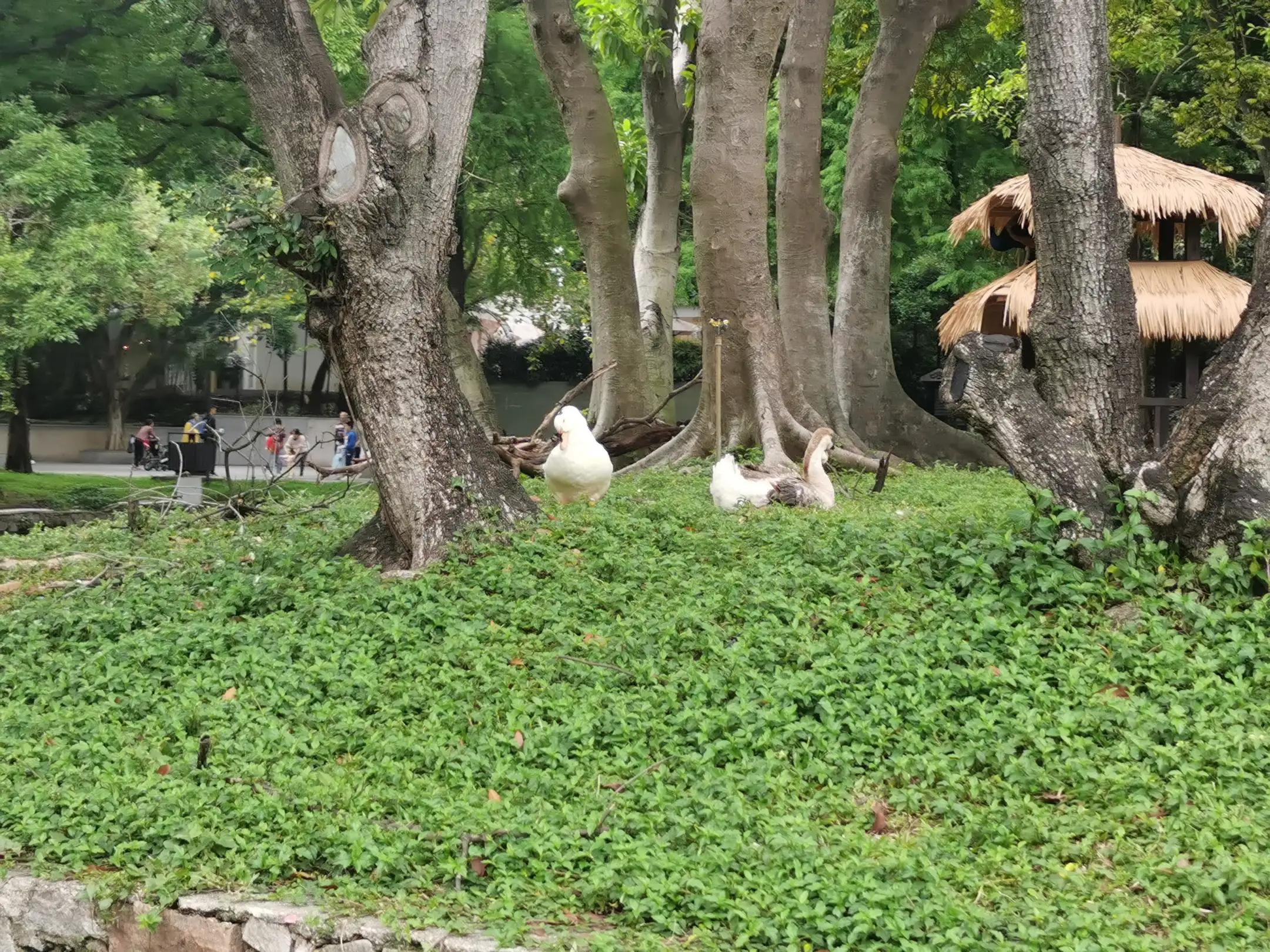 张三律师是什么梗_张三律师叫什么