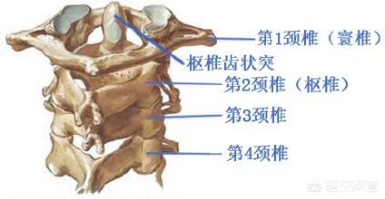 无脊椎动物中的脑力王者_无脊椎动物中的脑力王者是