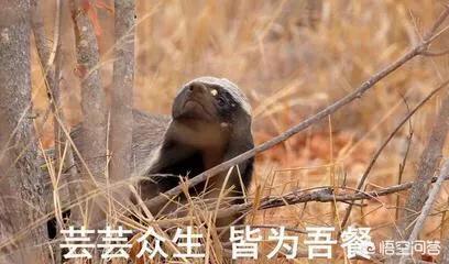被称为世界上最无所畏惧的动物_被称为世界上最无所畏惧的动物人称平头哥的是
