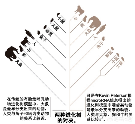 豪猪和老鼠是近亲?_豪猪和老鼠是近亲