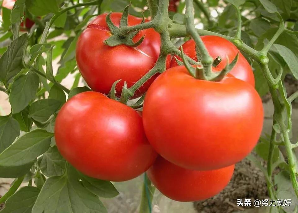为什么讨厌老番茄_为什么讨厌老番茄呢