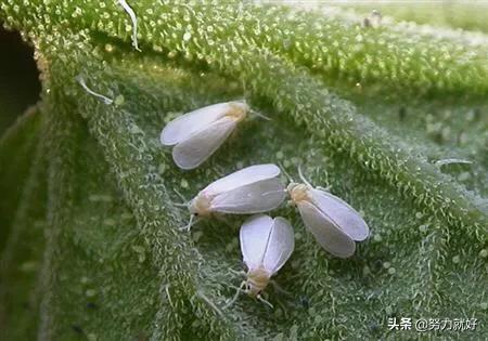 为什么讨厌老番茄_为什么讨厌老番茄呢