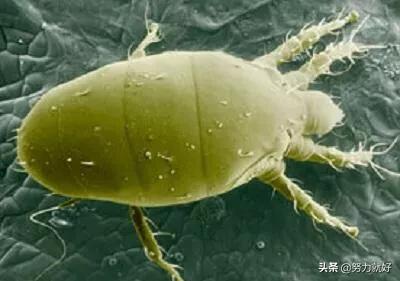 为什么讨厌老番茄_为什么讨厌老番茄呢