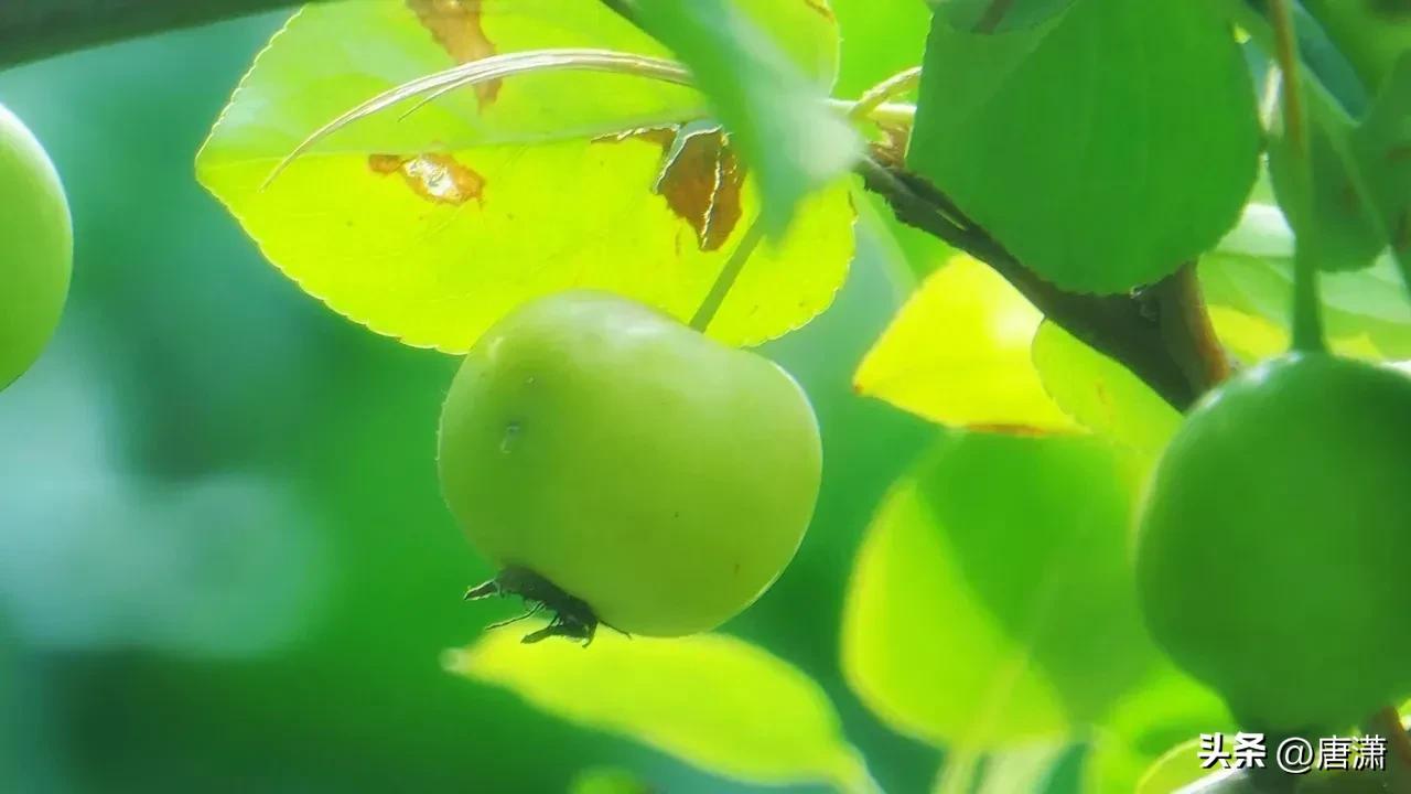 手花先祖_光遇手花先祖