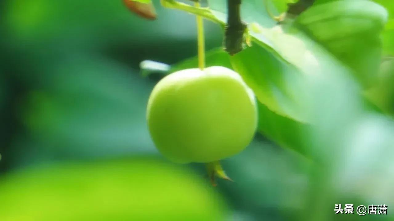 手花先祖_光遇手花先祖