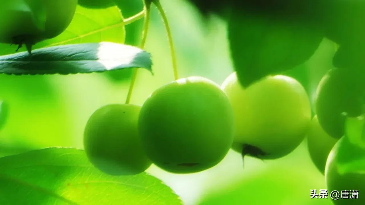 手花先祖_光遇手花先祖