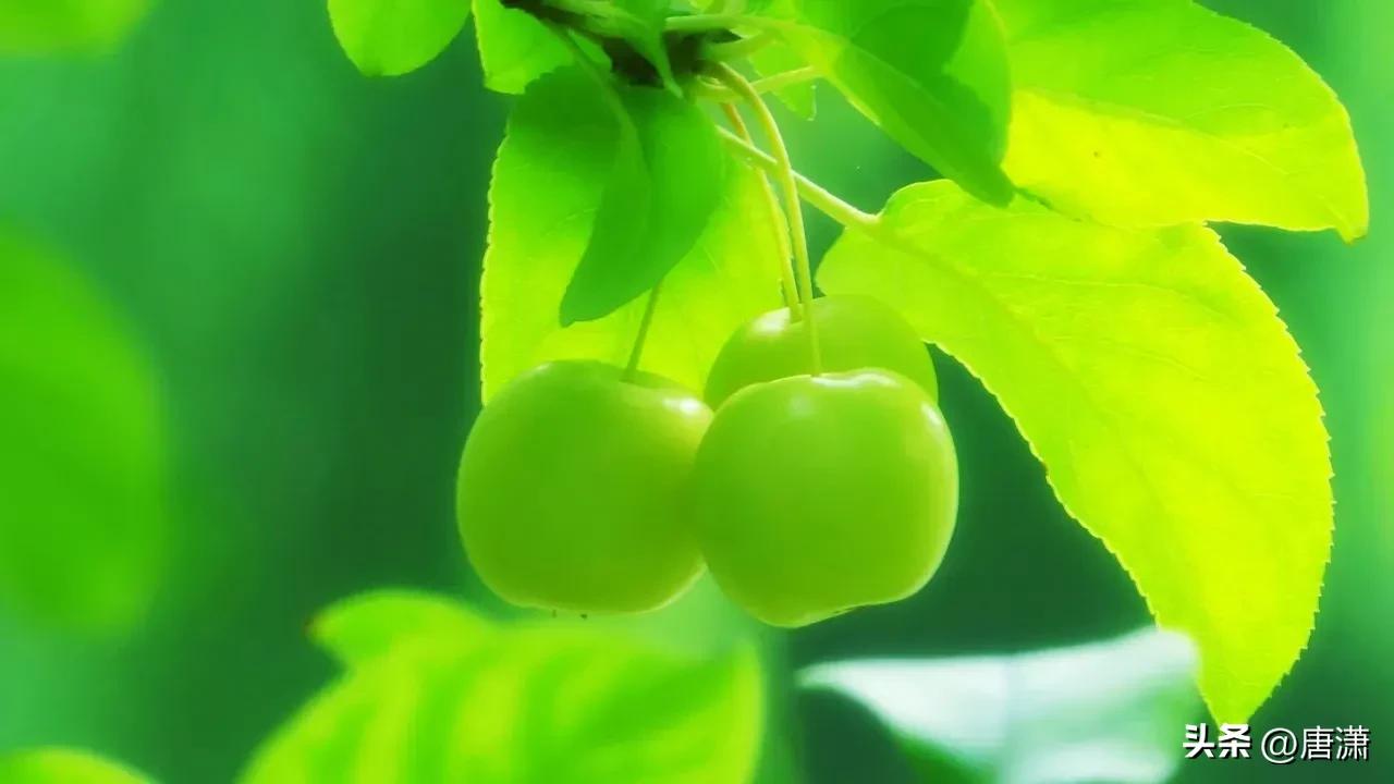 手花先祖_光遇手花先祖
