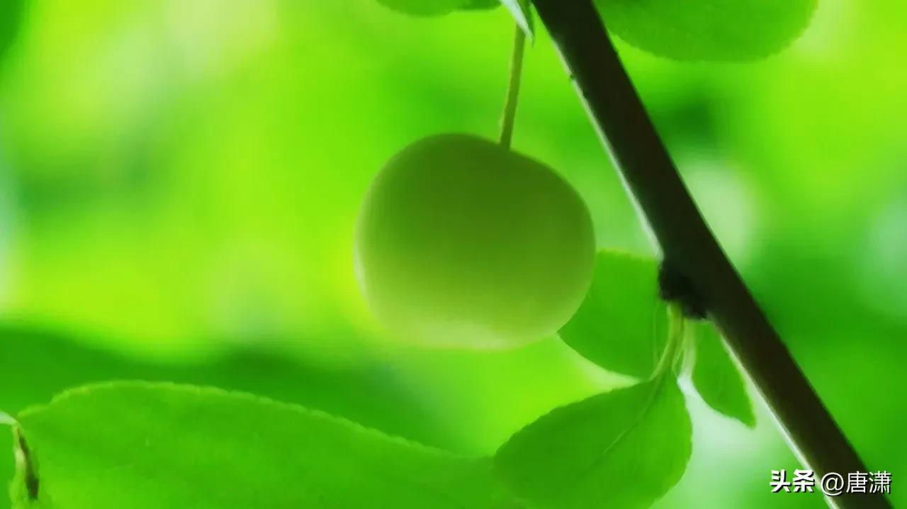 手花先祖_光遇手花先祖