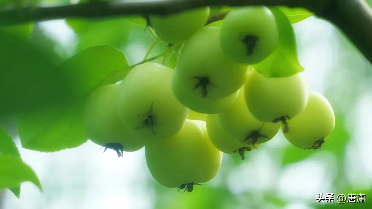手花先祖_光遇手花先祖