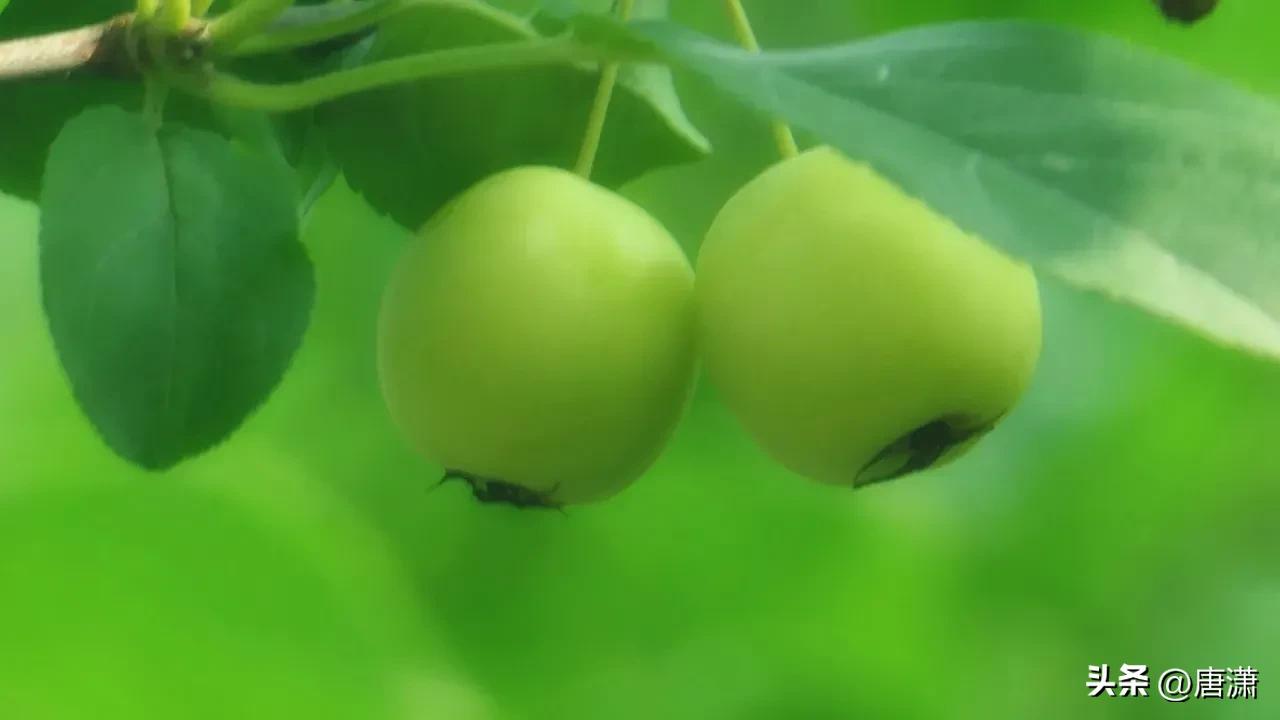 手花先祖_光遇手花先祖