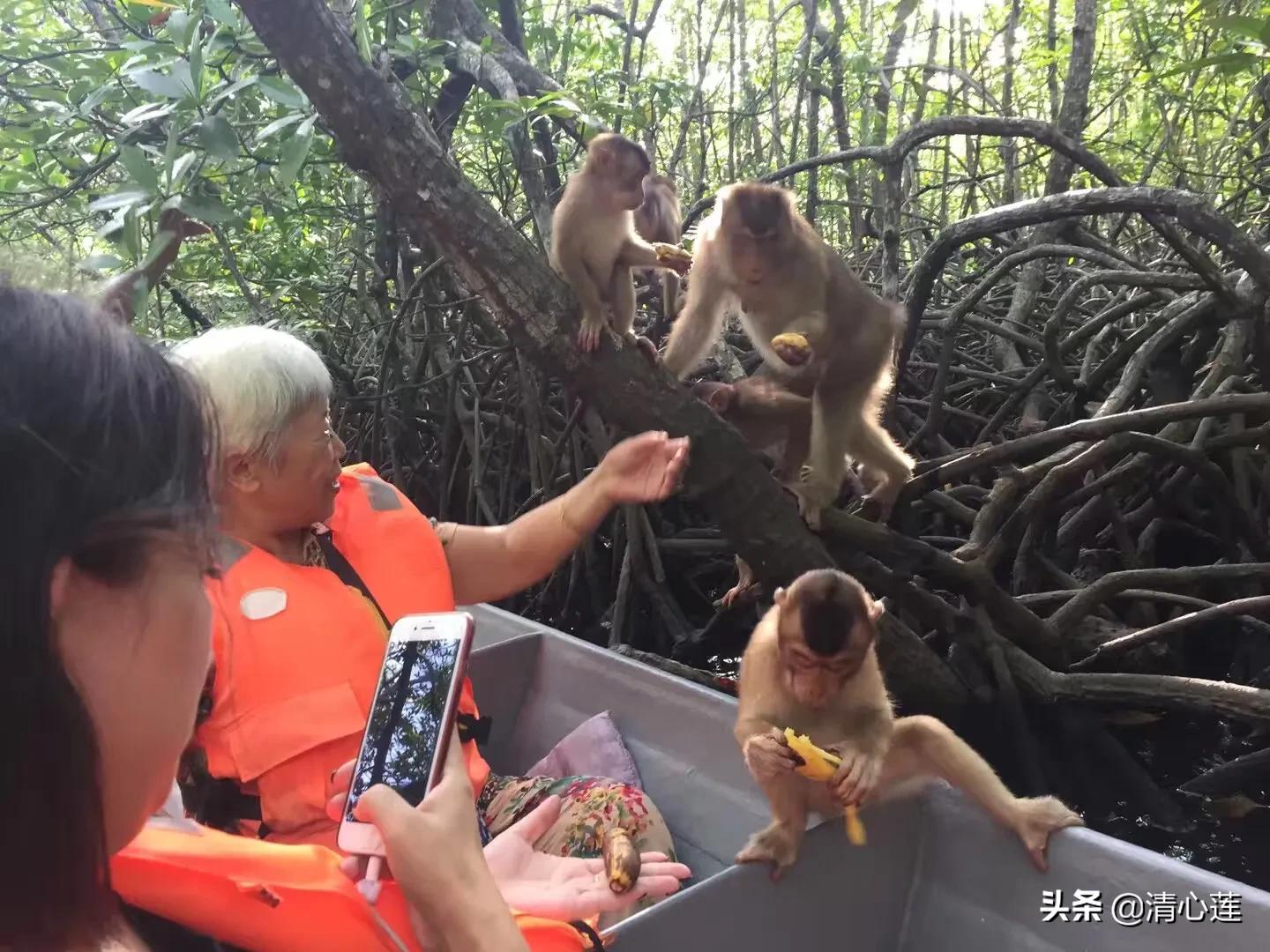 流萤图片_流萤图片壁纸