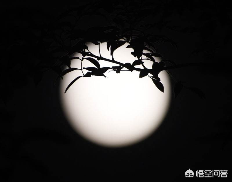 流萤图片_流萤图片壁纸