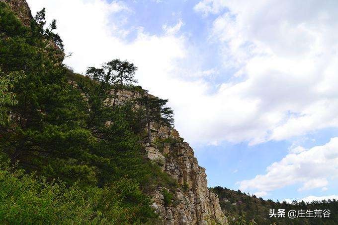 大掌门令狐冲_大掌门令狐冲怎么培养
