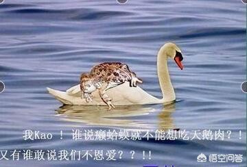 癞蛤蟆吃天鹅肉照片_