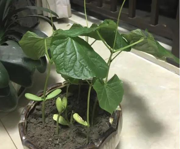 魔豆怎么种_魔豆怎么种植