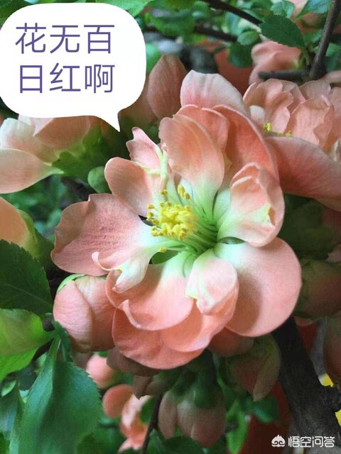 38妇女节快乐图片大全_38妇女节快乐图片大全的画