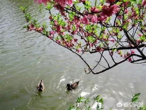 竹外桃花三两枝 春江水暖鸭先知_竹外桃花三两枝春江水暖鸭先知是哪首诗