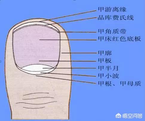 指甲上的月牙少是不健康吗_指甲上的月牙少是不健康吗图片
