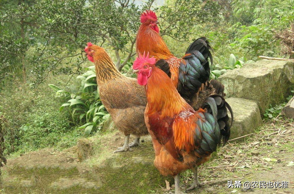 豆儿_豆儿日记