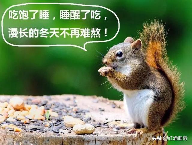 以下哪种动物会冬眠_以下哪种动物会冬眠蚂蚁庄园