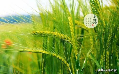 小满不满干断田坎是什么意思_小满不满,干断思坎!是什么意思