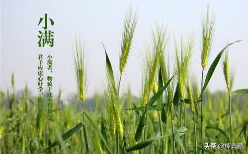 小满不满干断田坎是什么意思_小满不满,干断思坎!是什么意思