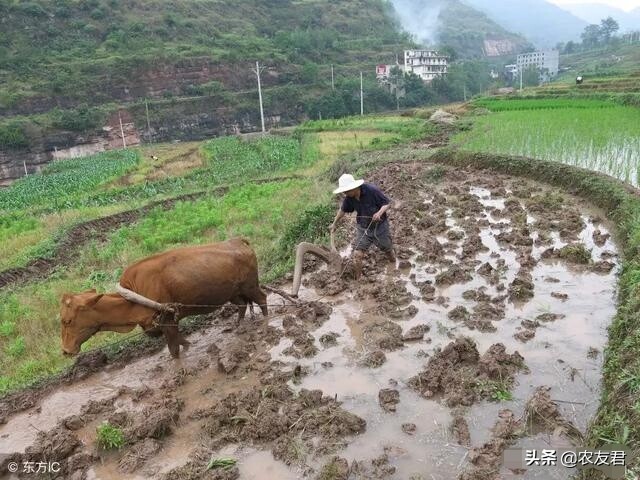 小满不满干断田坎是什么意思_小满不满,干断思坎!是什么意思