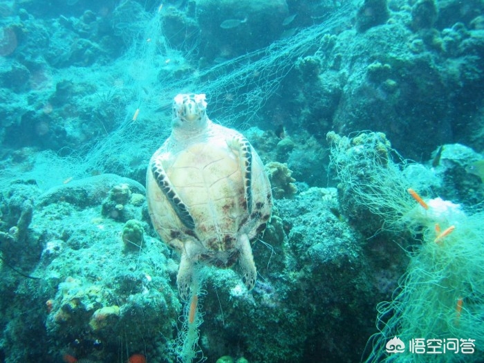 红色幽灵的海洋污染现象_红色幽灵是哪种海洋灾害