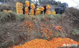 不知火是什么水果_不知火是什么水果的学名?