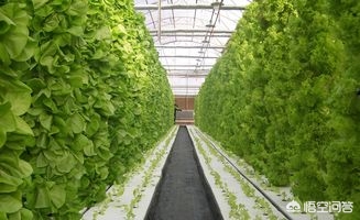 不知火是什么水果_不知火是什么水果的学名?