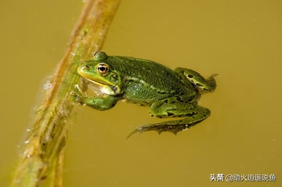 在夏天青蛙为什么呱呱呱叫个不停_