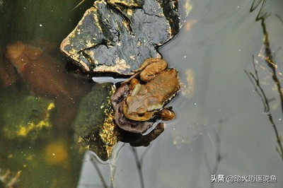 在夏天青蛙为什么呱呱呱叫个不停_