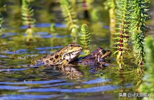 在夏天青蛙为什么呱呱呱叫个不停_
