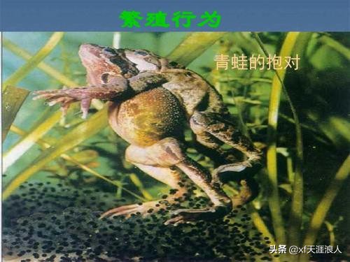 在夏天青蛙为什么呱呱呱叫个不停_