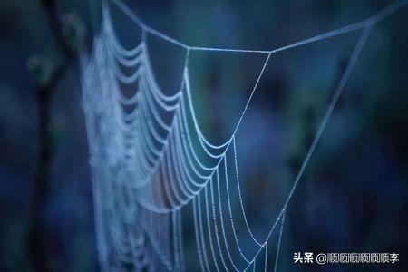 蜘蛛的丝是从蜘蛛嘴里吐出来的吗_蜘蛛的丝是从蜘蛛嘴里吐出来的吗图片