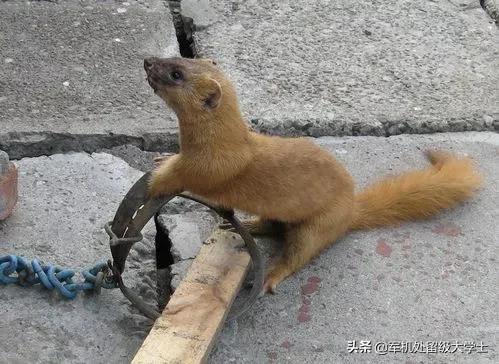 黄鼠狼面具先祖在哪_黄鼠狼面具的先祖在哪里