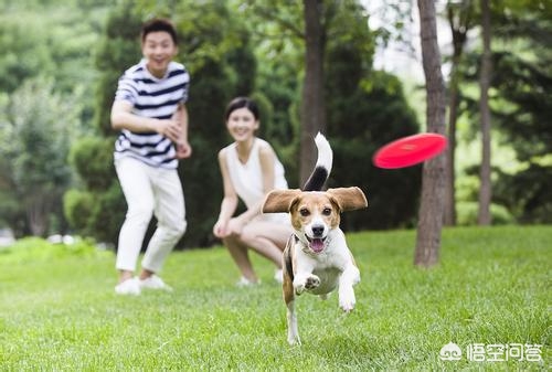 世界上最无所畏惧的动物_世界上最无所畏惧的动物排行