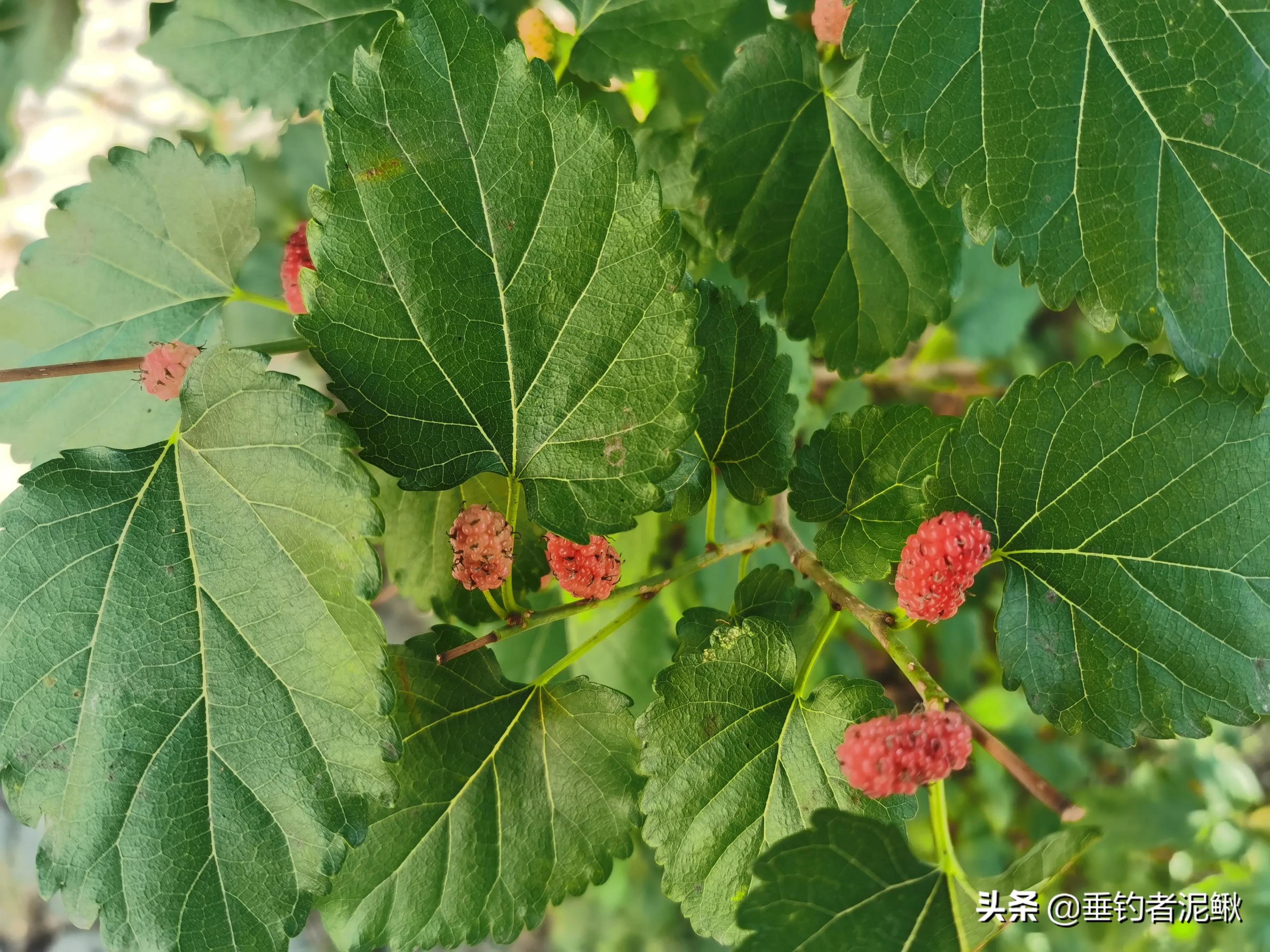 网红视频_网红视频qq聊天记录