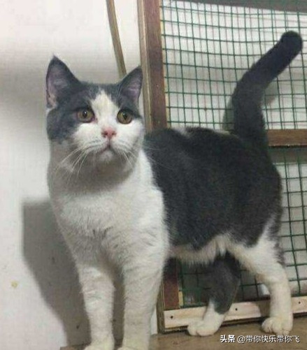 蓝猫影视_蓝猫影视app下载官网