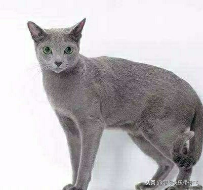 蓝猫影视_蓝猫影视app下载官网