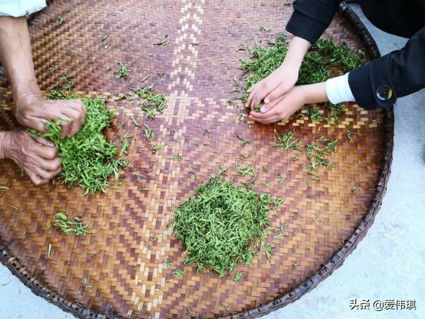 绿茶视频_